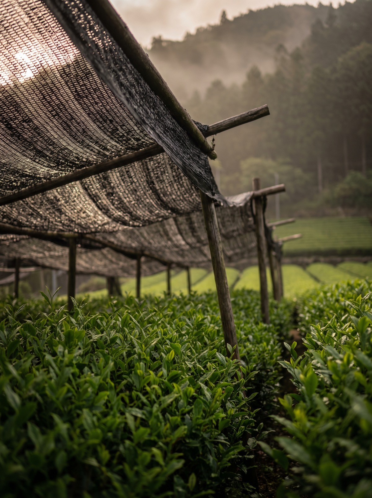 Shade netting over tea bushes in Nishio, Aichi